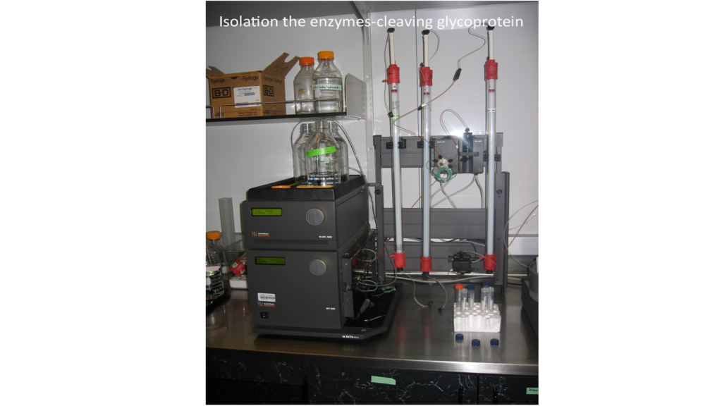 isolation the enzymes cleaving glycoprotein, Cancer Research