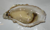 oyster%e7%89%a1%e8%9b%8e